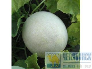 Семена дыни МИРА F1 (KS 7037) фирмы Китано  Челябинск
